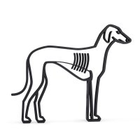 Windhund